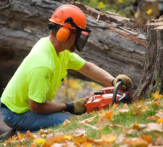 tree services Empire